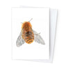 Páipéar Cards - Canadian Birds & Bees Box Set of 12