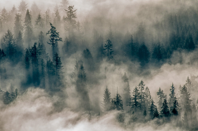 Photograph by Salt Spring artist Rhen Levy capturing mist and trees at the top of Mount Maxwell, Salt Spring Island, BC. 