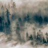 Photograph by Salt Spring artist Rhen Levy capturing mist and trees at the top of Mount Maxwell, Salt Spring Island, BC. 