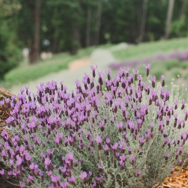 Lavender + Wildcrafted Rose Hip Skin Serum