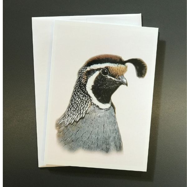 Bird Portraits - 4 card set