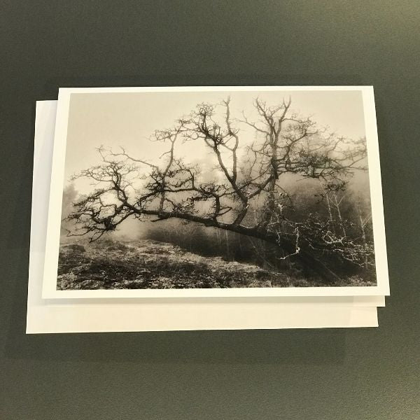 Winter in a Coastal Forest - 4 card set