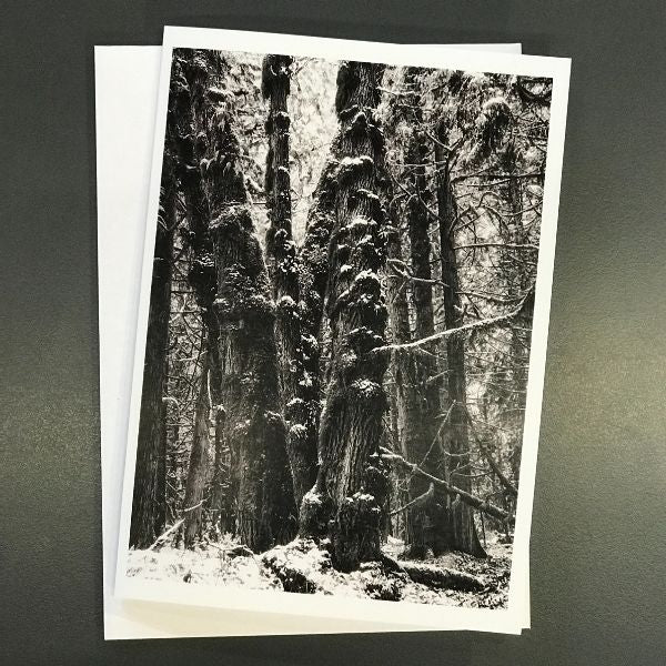 Winter in a Coastal Forest - 4 card set