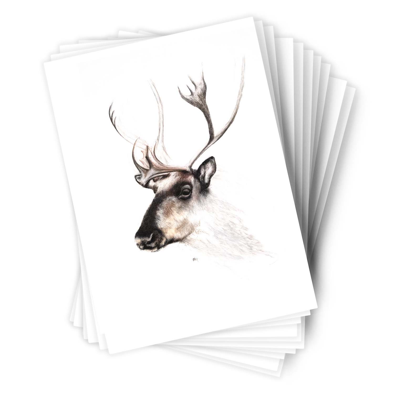 Páipéar Cards - Iconic Animals Folder of 6