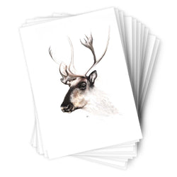 Páipéar Cards - Iconic Animals Folder of 6