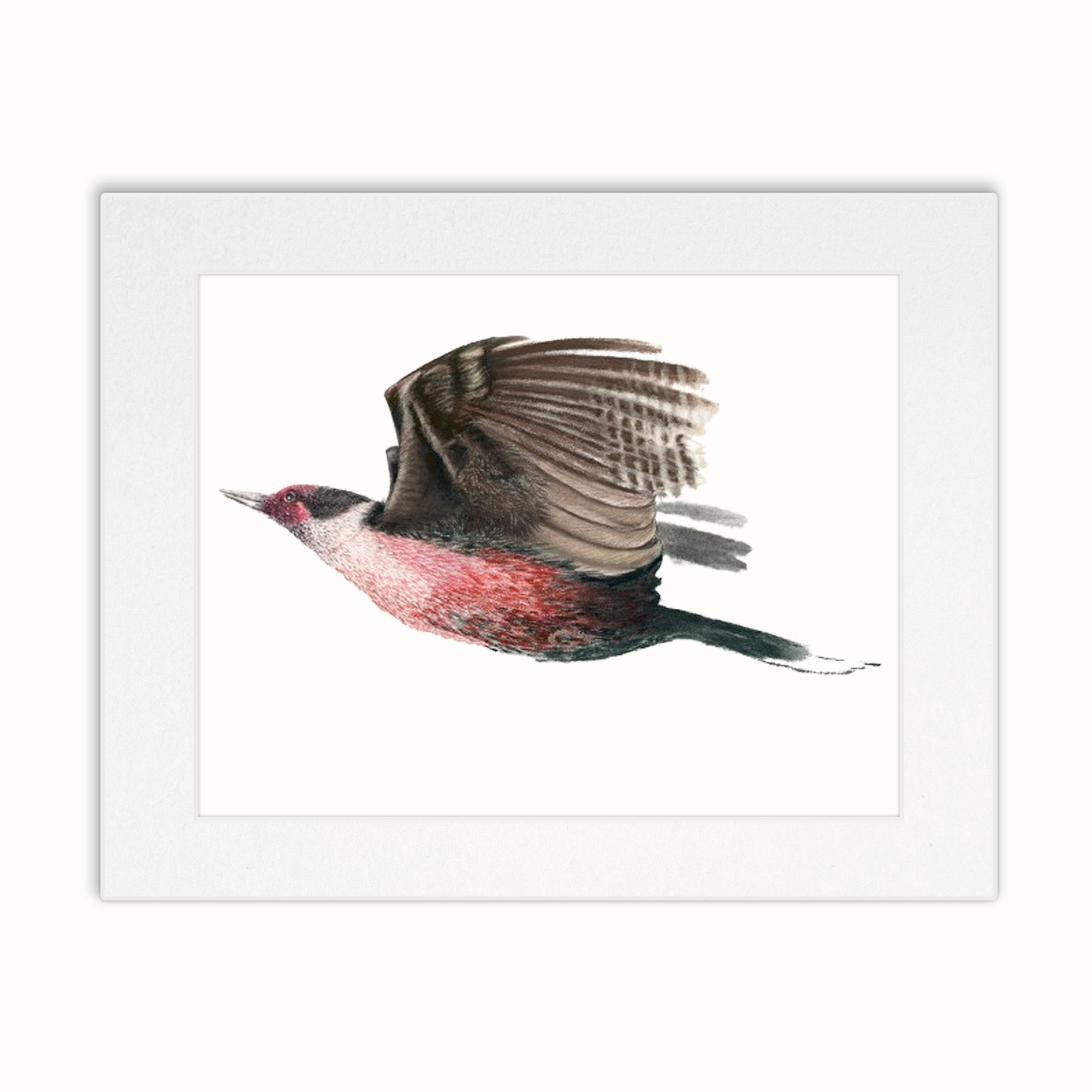 Lewis Woodpecker