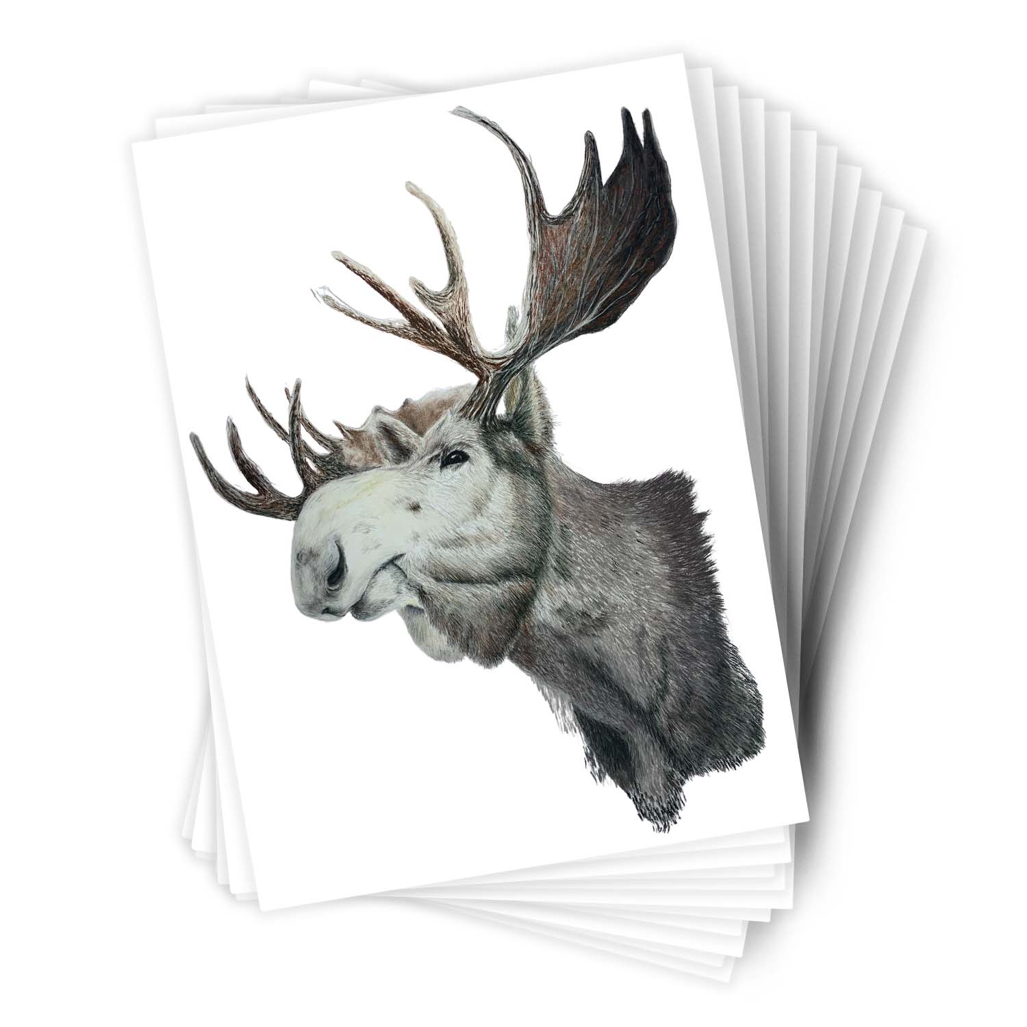 Páipéar Cards - Iconic Animals Folder of 6