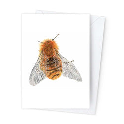 Páipéar Cards - Canadian Birds & Bees Box Set of 12